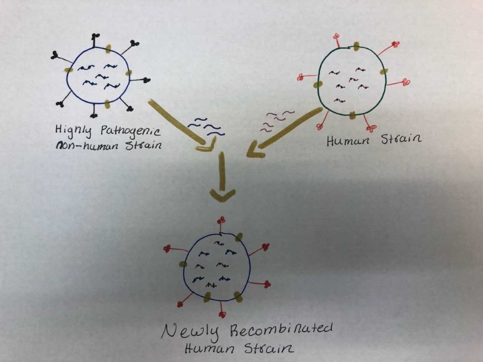 Astrovirus drawing.jpg